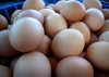 Fresh-Chicken-Table-Eggs-