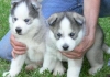 AKC-Registered-Precious-and-Lovely-Blue-Eyes-Siberian-Husky-Puppies-for-adoption
