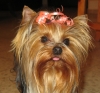 -mimi-a-beautiful-little-Yorkie-you-will-like-to-have
